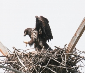2016 06 11 WildLife MPLS 014